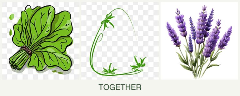 Can you plant spinach, tarragon and lavender together?