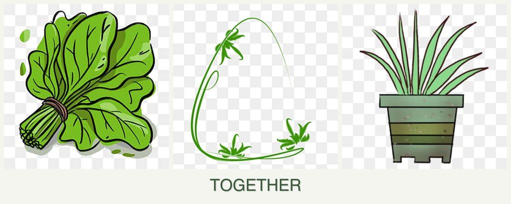 Can you plant spinach, tarragon and lemongrass together?