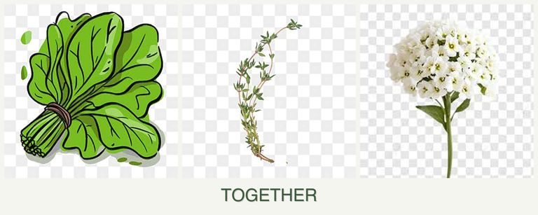 Can you plant spinach, thyme and alyssum together?