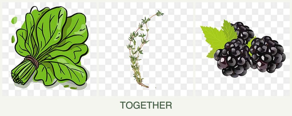 Can you plant spinach, thyme and blackberries together?