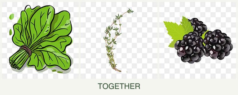 Can you plant spinach, thyme and blackberries together?