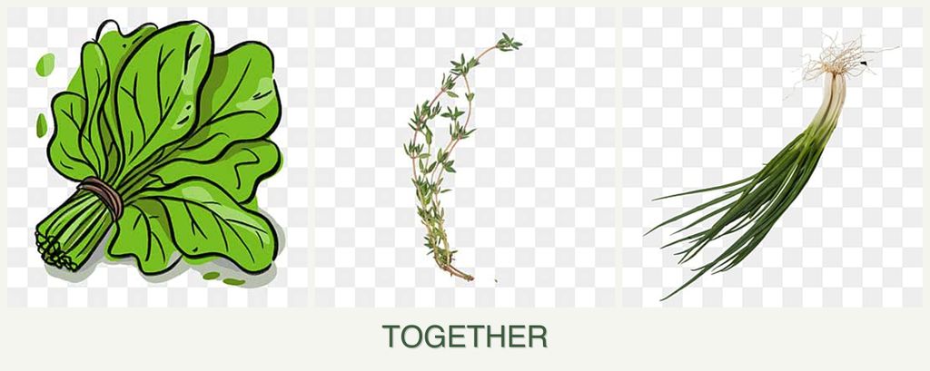 Can you plant spinach, thyme and chives together?