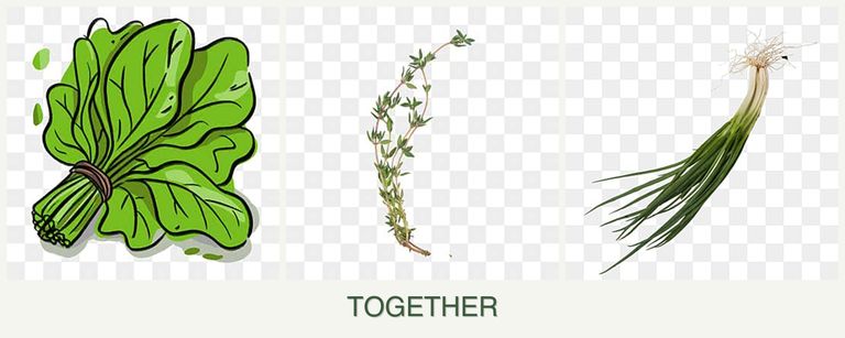 Can you plant spinach, thyme and chives together?