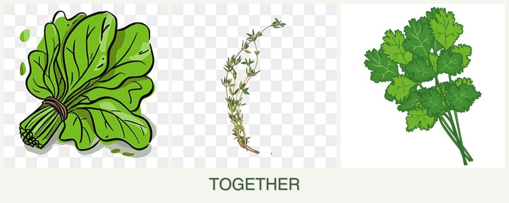 Can you plant spinach, thyme and cilantro together?