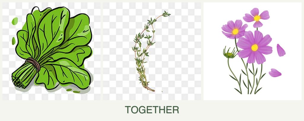 Can you plant spinach, thyme and cosmos together?