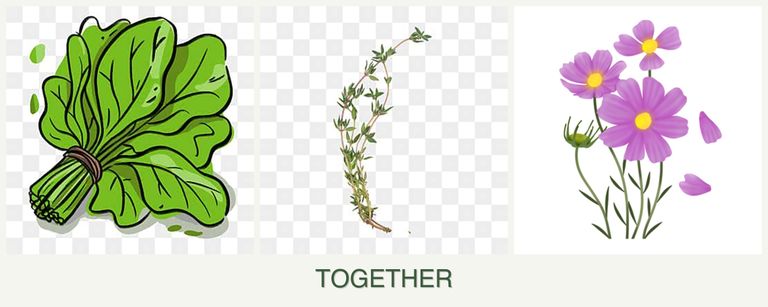 Can you plant spinach, thyme and cosmos together?