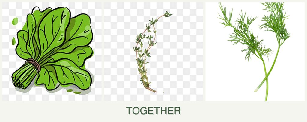 Can you plant spinach, thyme and dill together?