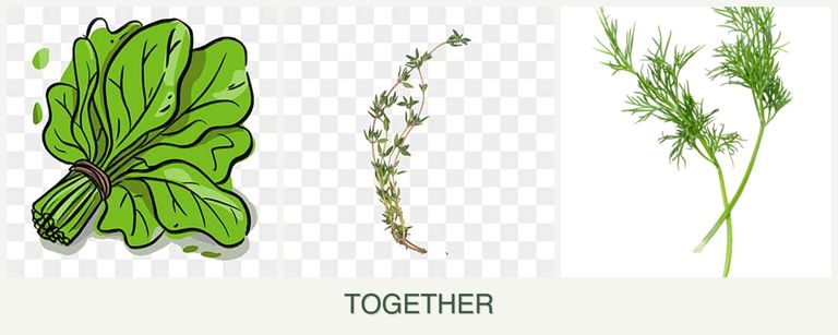 Can you plant spinach, thyme and dill together?