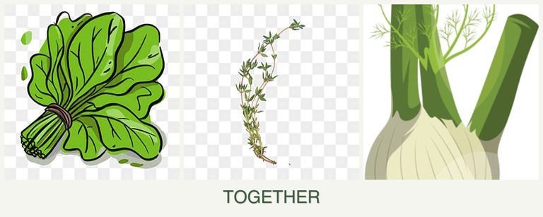 Can you plant spinach, thyme and fennel together?