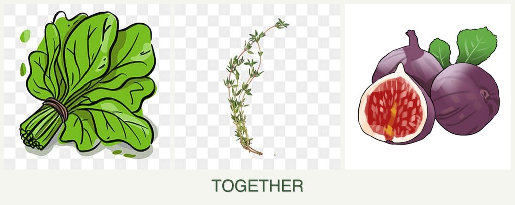 Can you plant spinach, thyme and figs together?