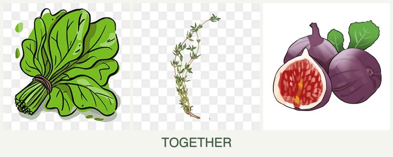 Can you plant spinach, thyme and figs together?