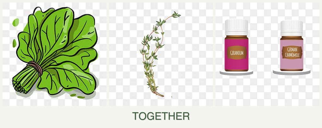 Can you plant spinach, thyme and geraniums together?