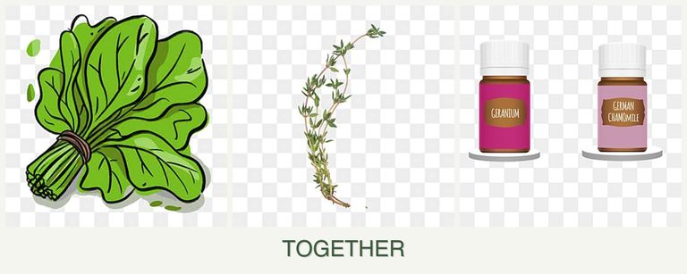Can you plant spinach, thyme and geraniums together?