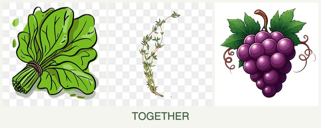 Can you plant spinach, thyme and grapes together?