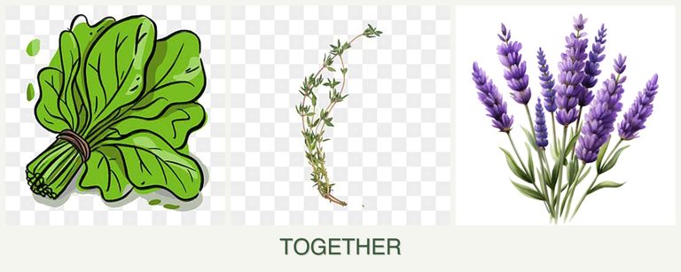 Can you plant spinach, thyme and lavender together?
