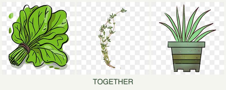 Can you plant spinach, thyme and lemongrass together?
