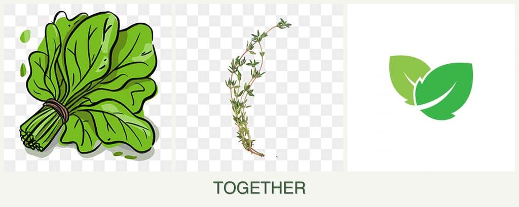 Can you plant spinach, thyme and mint together?