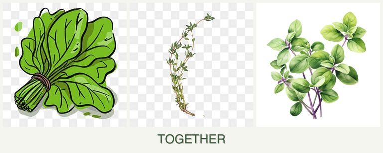 Can you plant spinach, thyme and oregano together?