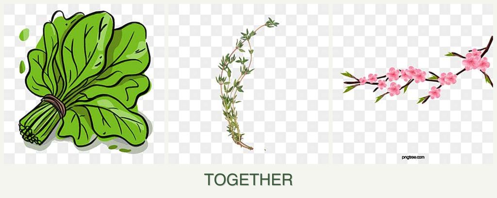 Can you plant spinach, thyme and peaches together?