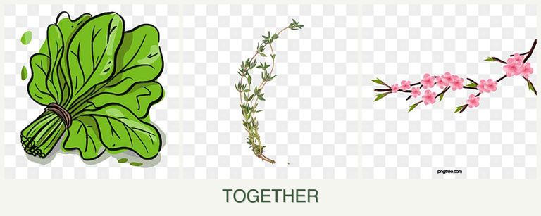 Can you plant spinach, thyme and peaches together?