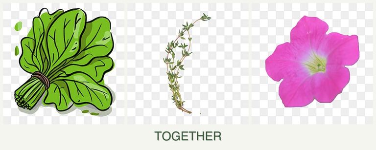 Can you plant spinach, thyme and petunias together?