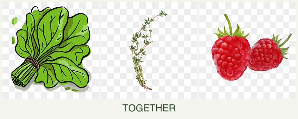 Can you plant spinach, thyme and raspberries together?