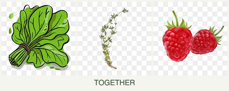 Can you plant spinach, thyme and raspberries together?