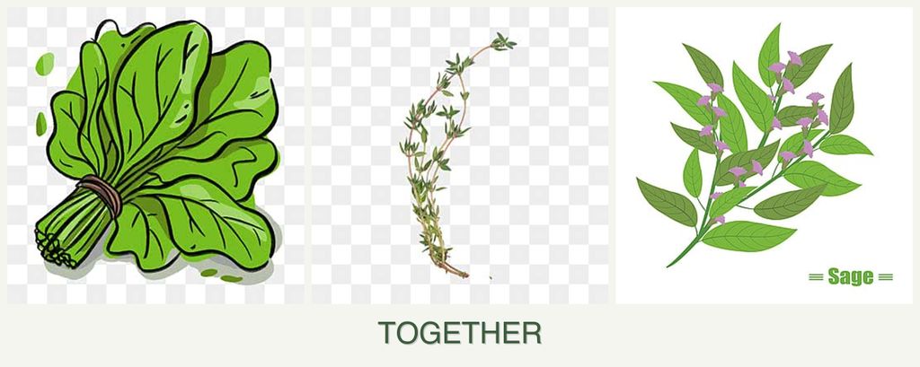 Can you plant spinach, thyme and sage together?
