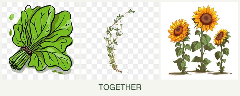 Can you plant spinach, thyme and sunflowers together?
