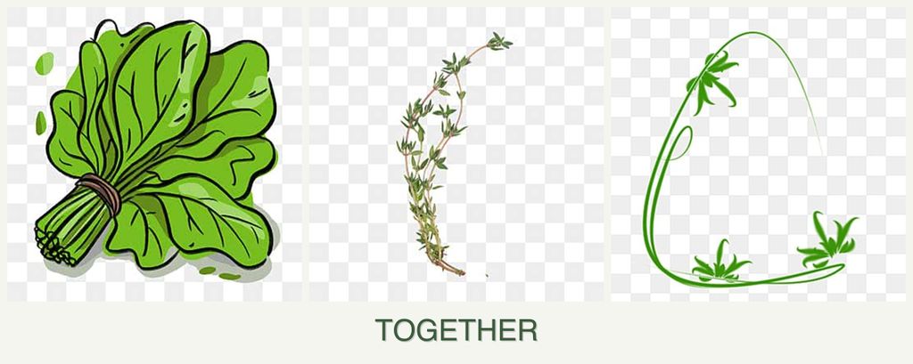 Can you plant spinach, thyme and tarragon together?