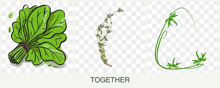 Can you plant spinach, thyme and tarragon together?
