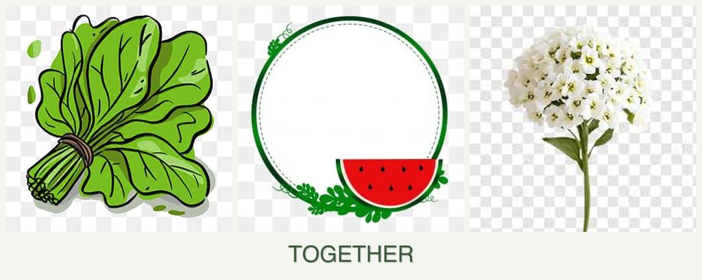 Can you plant spinach, watermelons and alyssum together?