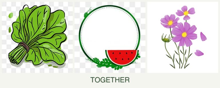Can you plant spinach, watermelons and cosmos together?