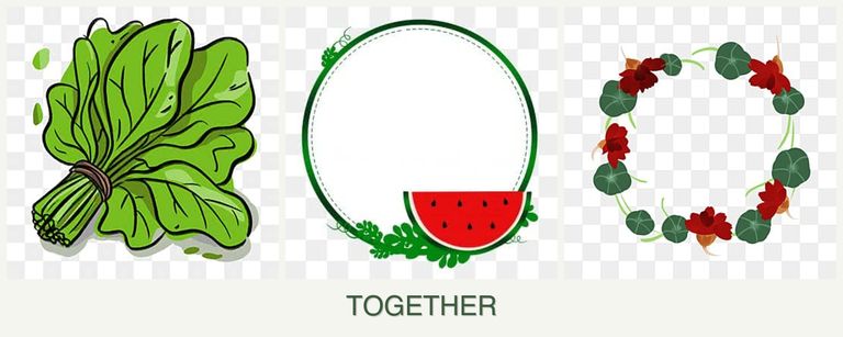 Can you plant spinach, watermelons and nasturtiums together?