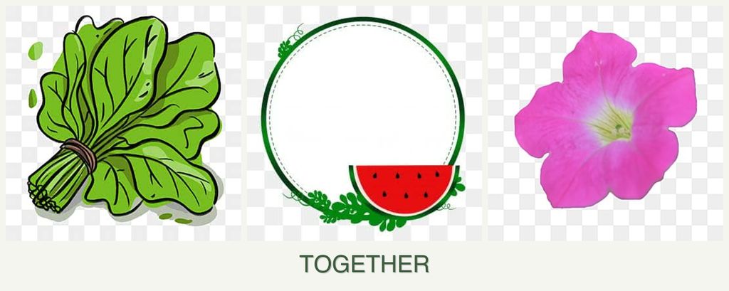 Can you plant spinach, watermelons and petunias together?