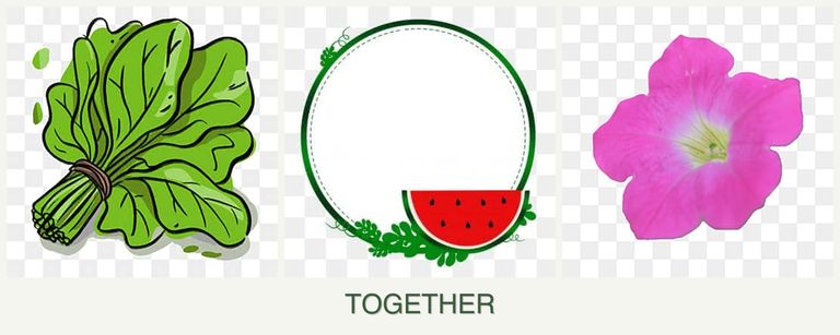 Can you plant spinach, watermelons and petunias together?