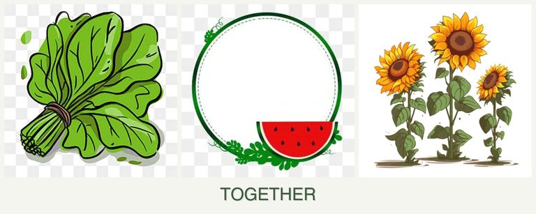 Can you plant spinach, watermelons and sunflowers together?
