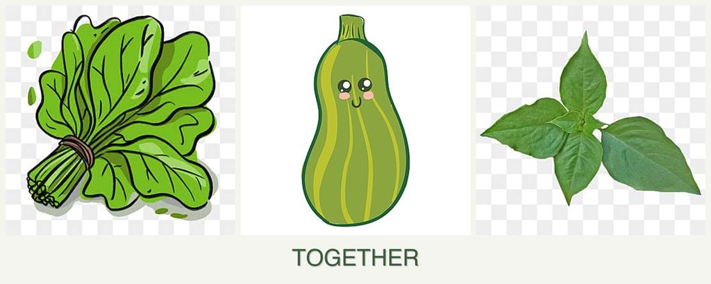 Can you plant spinach, zucchini and basil together?