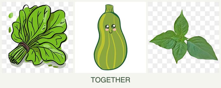 Can you plant spinach, zucchini and basil together?