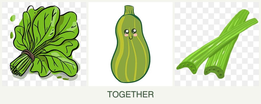 Can you plant spinach, zucchini and celery together?