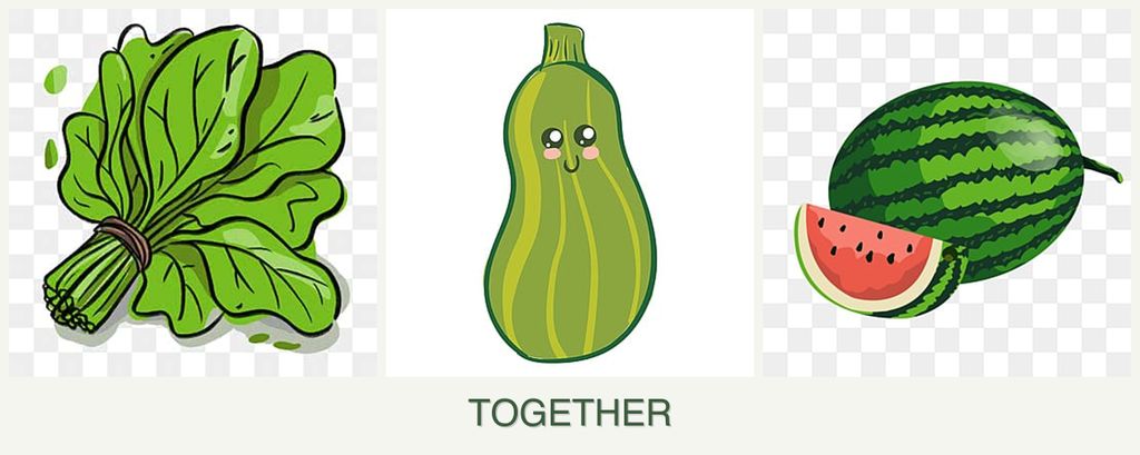 Can you plant spinach, zucchini and melons together?