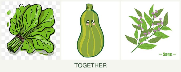 Can you plant spinach, zucchini and sage together?