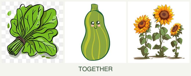 Can you plant spinach, zucchini and sunflowers together?
