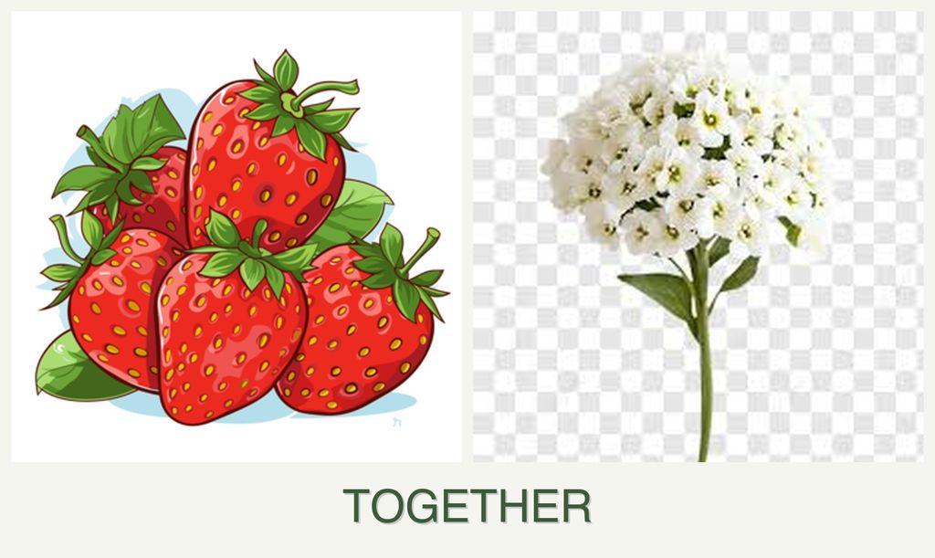 Can you plant strawberries and alyssum together?