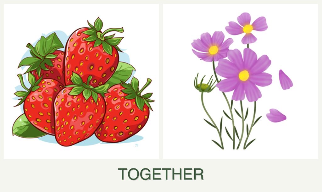 Can you plant strawberries and cosmos together?