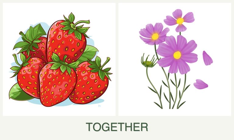 Can you plant strawberries and cosmos together?