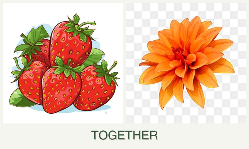 Can you plant strawberries and dahlias together?