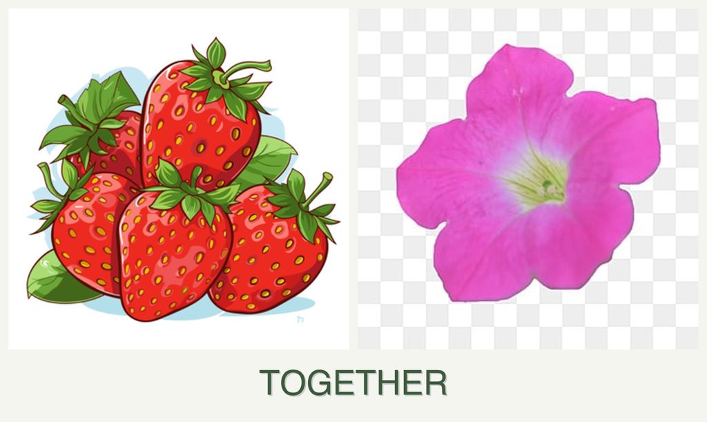 Can you plant strawberries and petunias together?