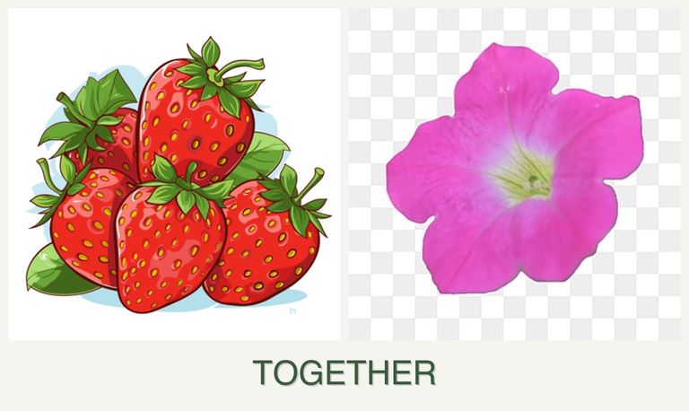 Can you plant strawberries and petunias together?