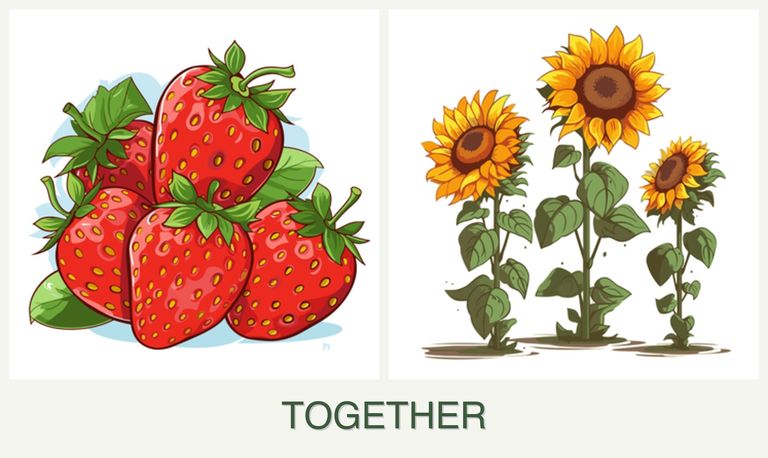 Can you plant strawberries and sunflowers together?